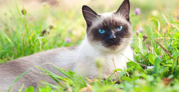 siamese cat