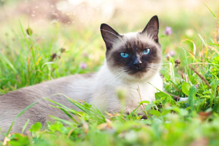 siamese cat