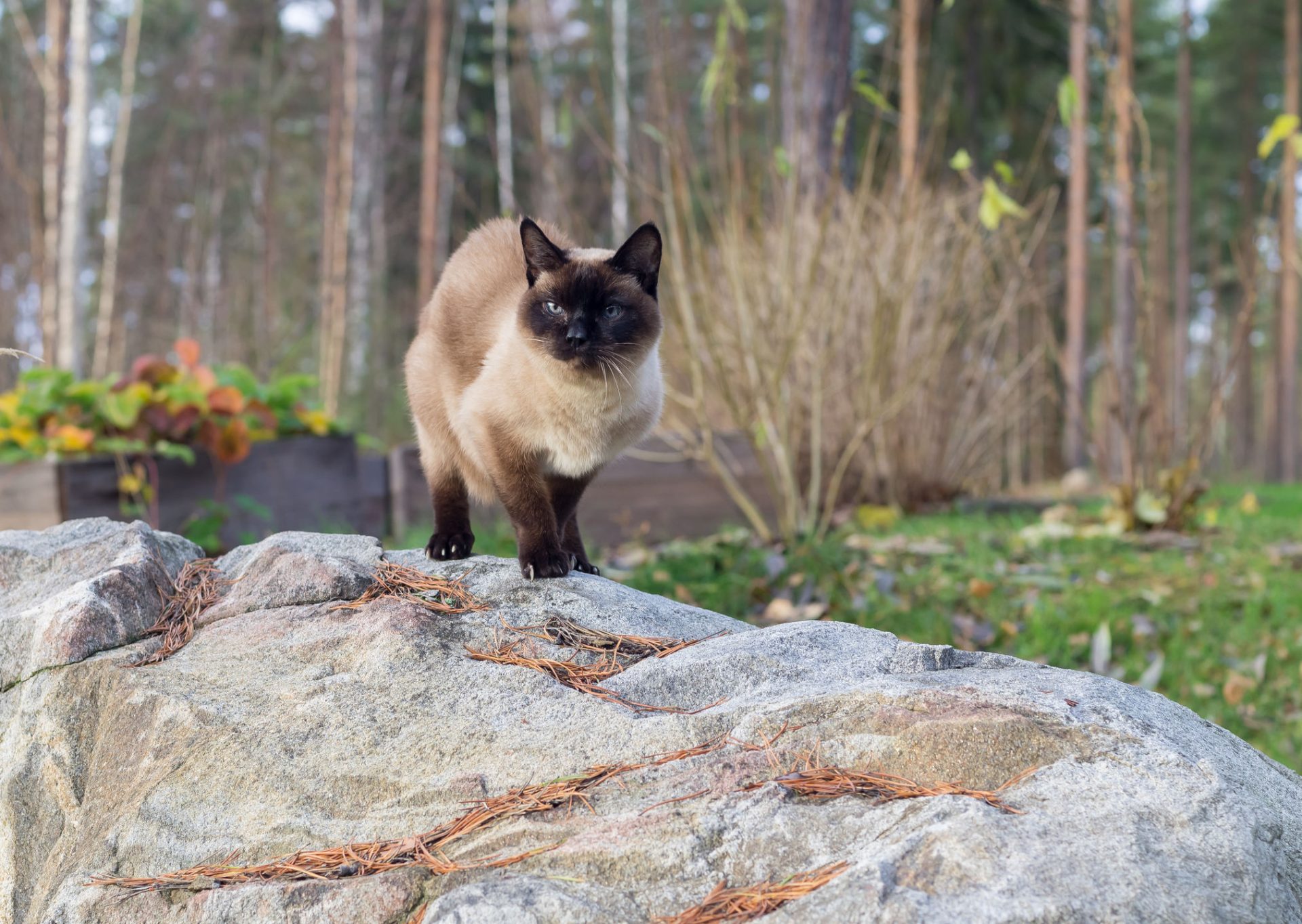 siamese cat