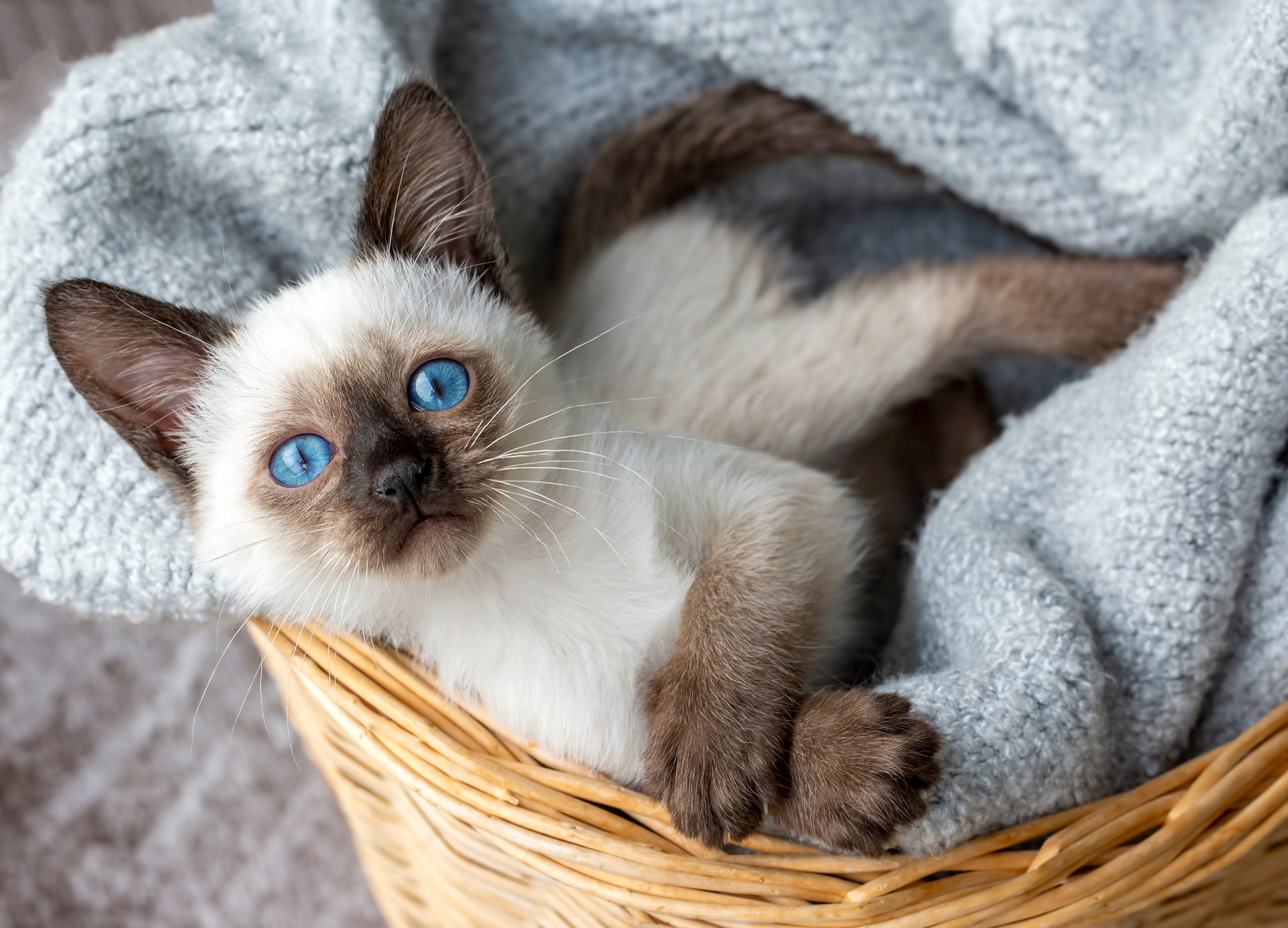 fluffy siamese kittens