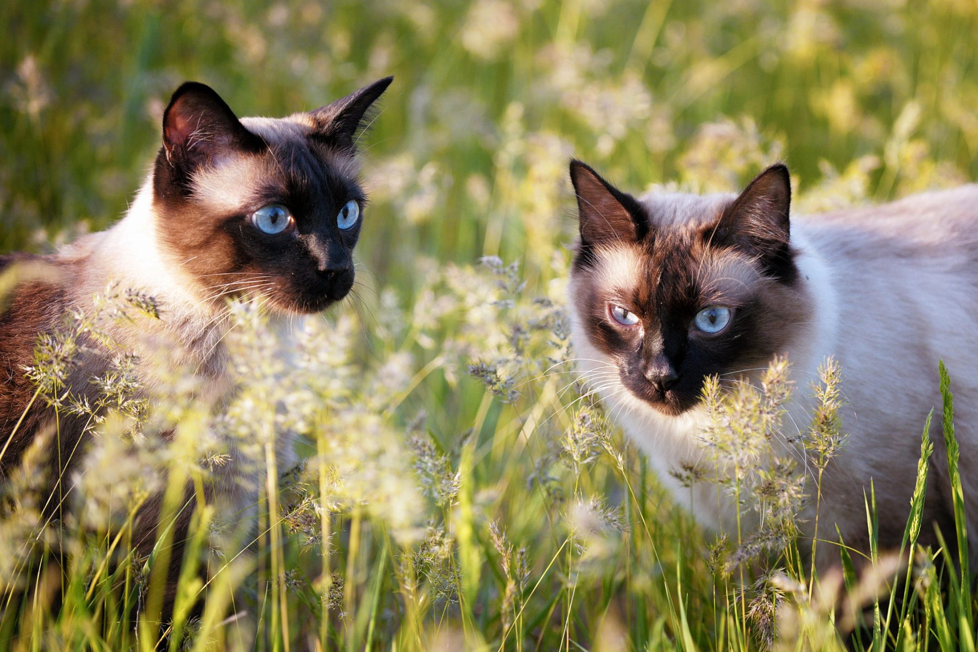 siamese cats