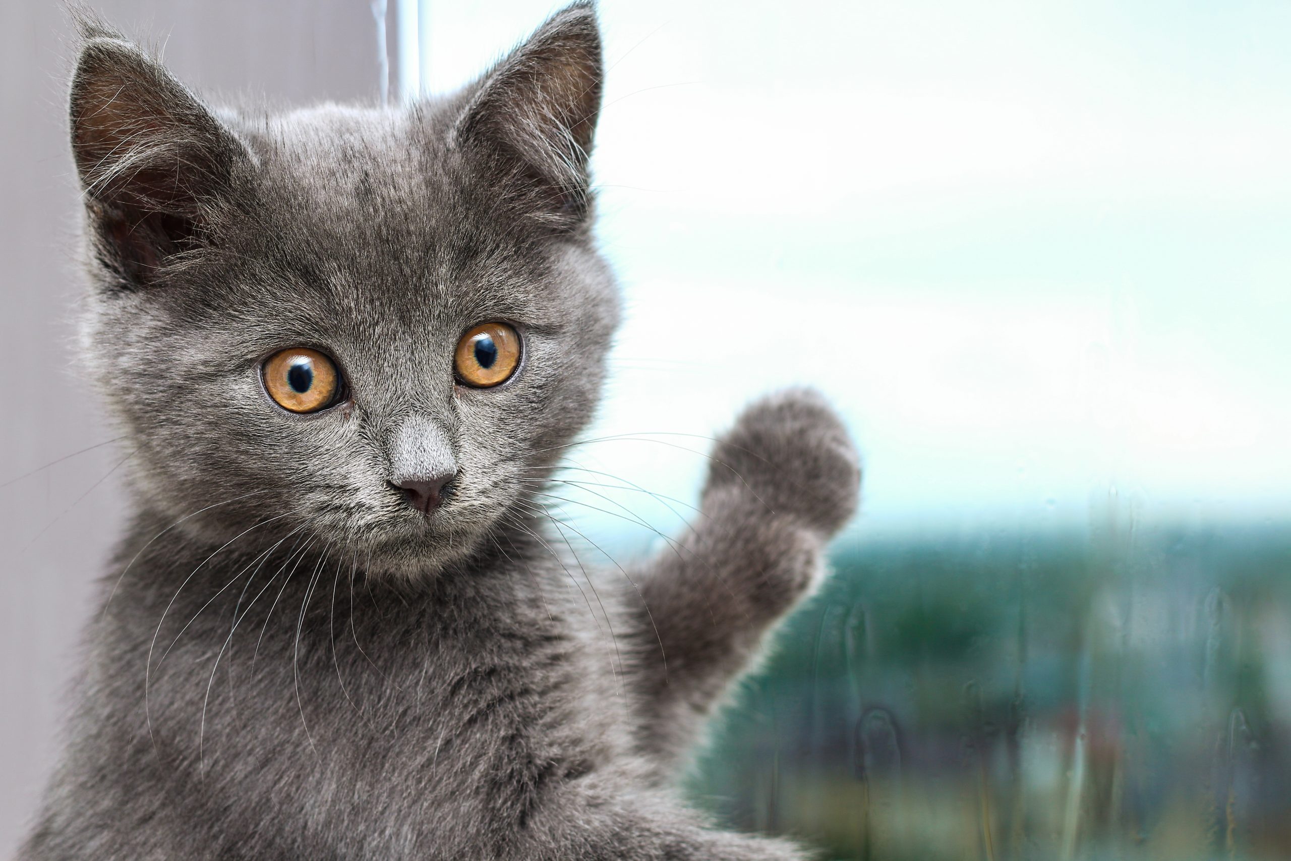 Chartreux cat