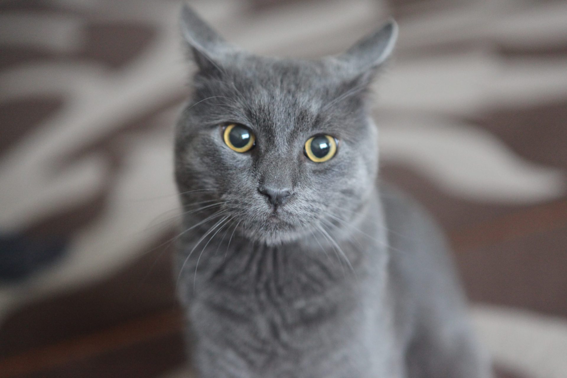 Chartreux cat hot sale breeds