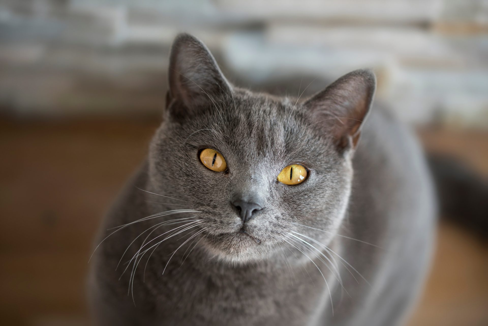 Chartreux cat