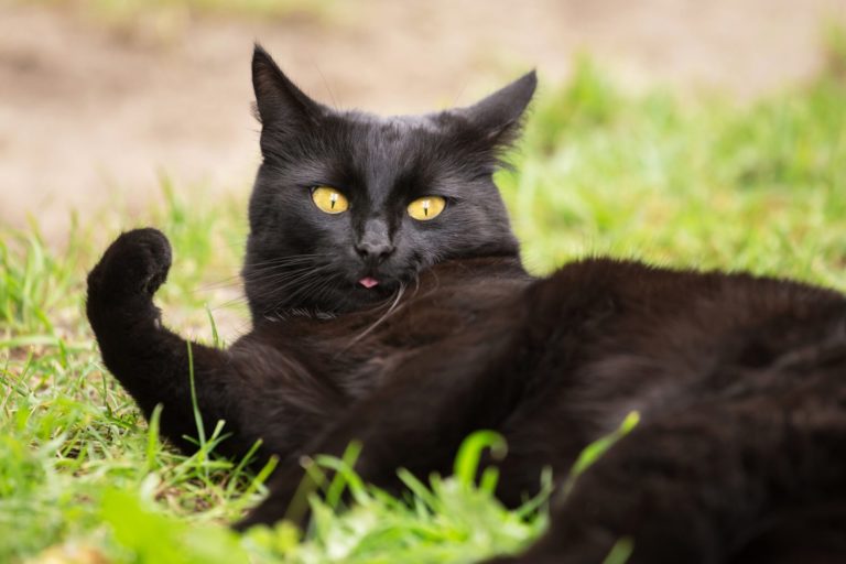 Bombay cat