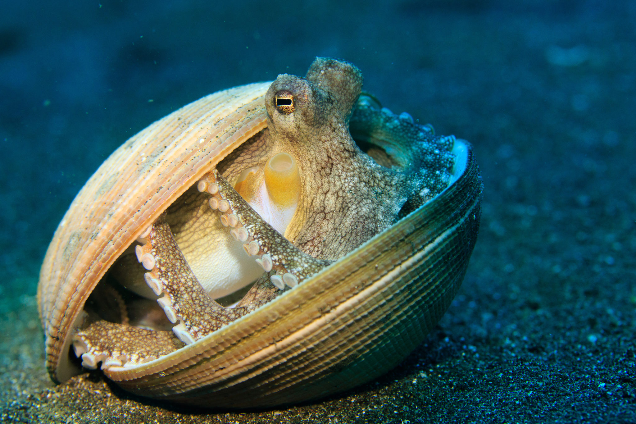 Capres Octopus The Secret Lives of Octopuses: 8 Little-Known Facts - MyStart