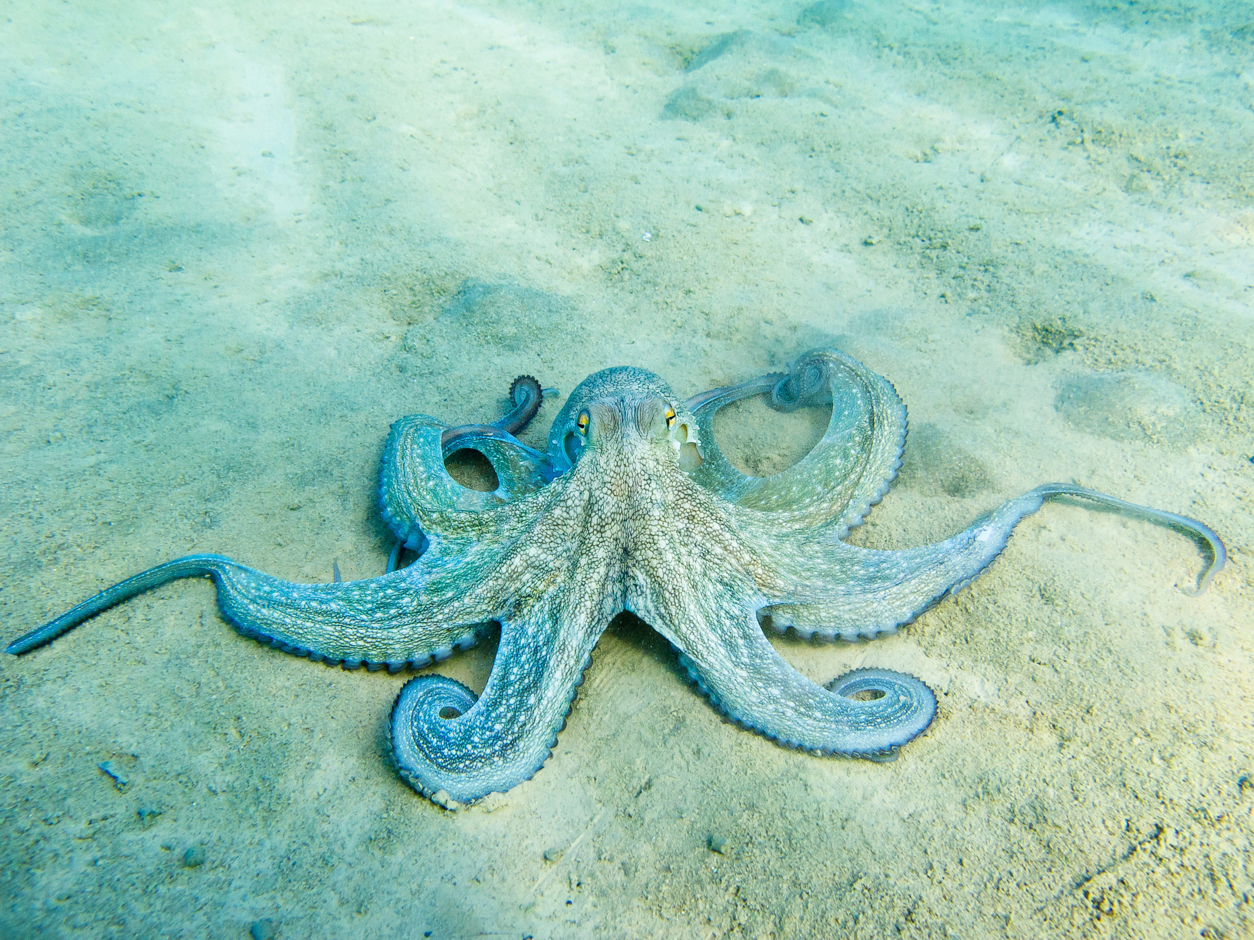 octopus