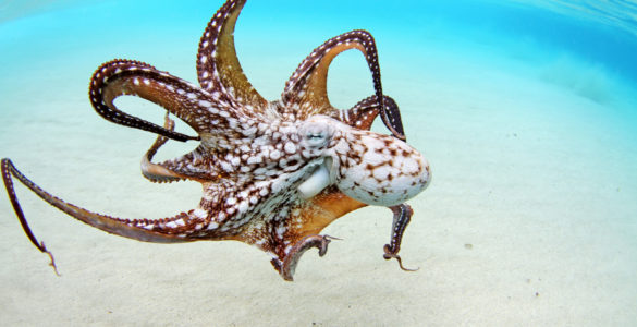 octopus