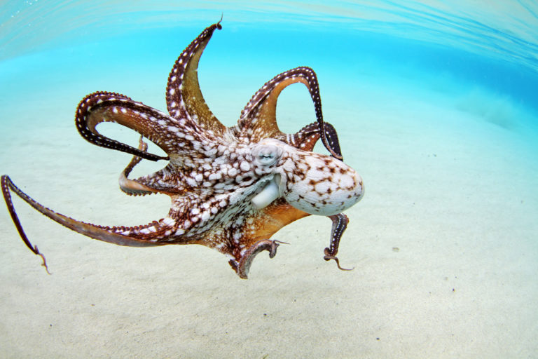 octopus