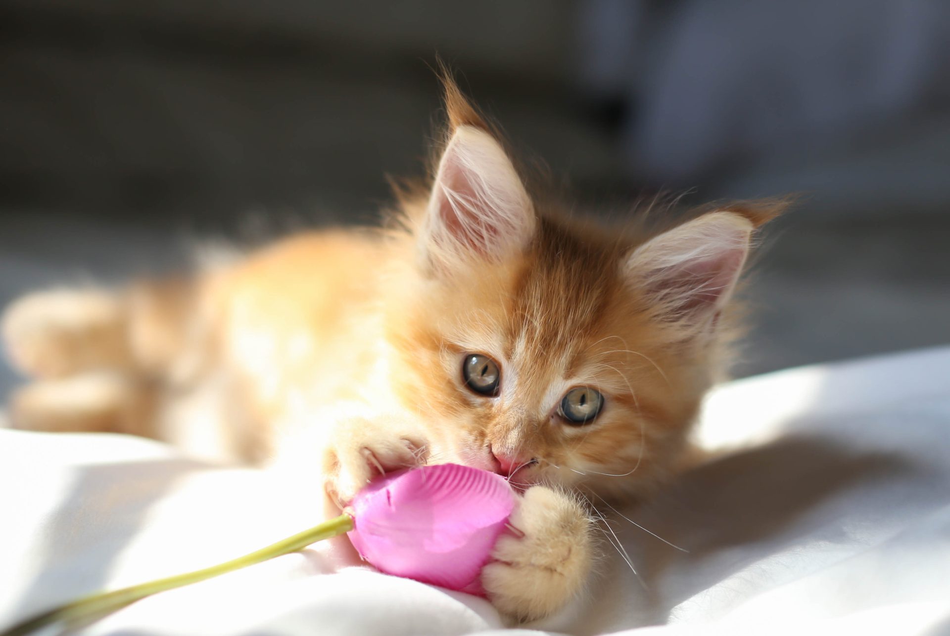 maine coon cat