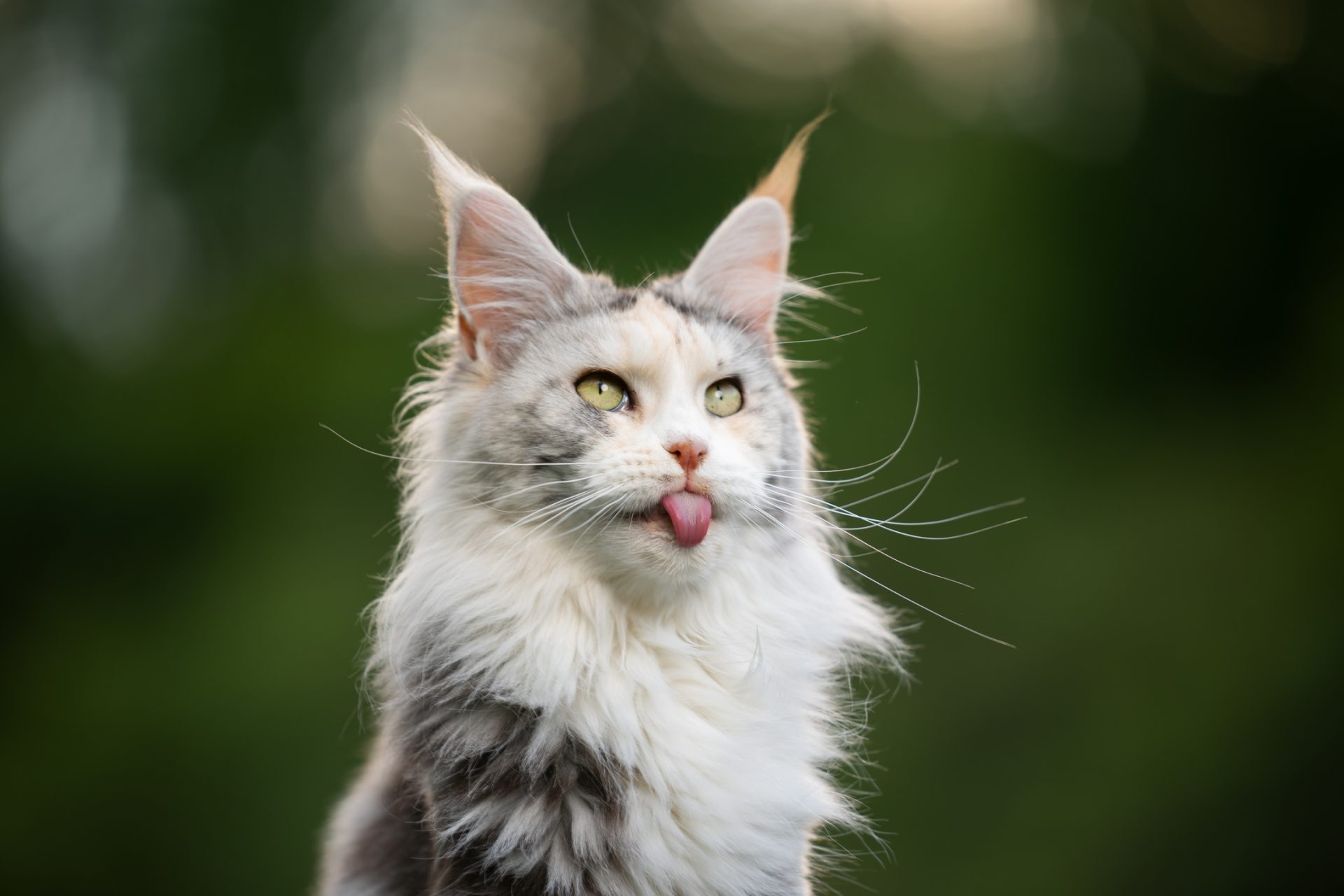 maine coon cat