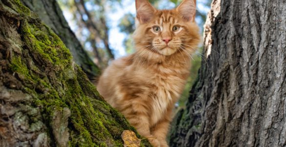 maine coon cat