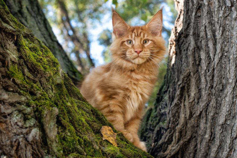 maine coon cat