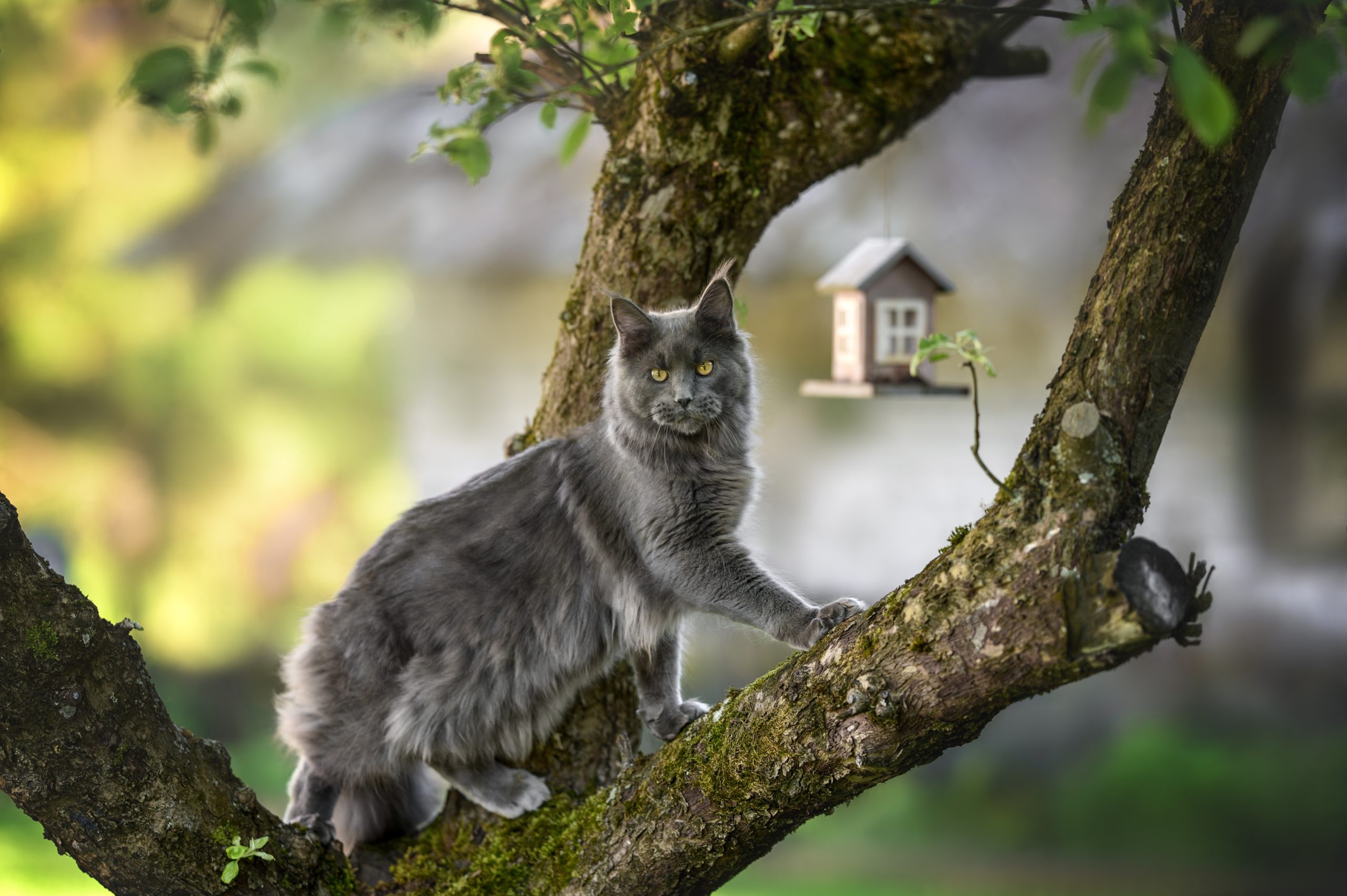 maine coon cat outdoors