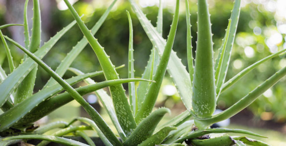 aloe vera