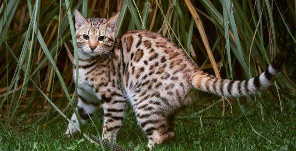 savannah cat