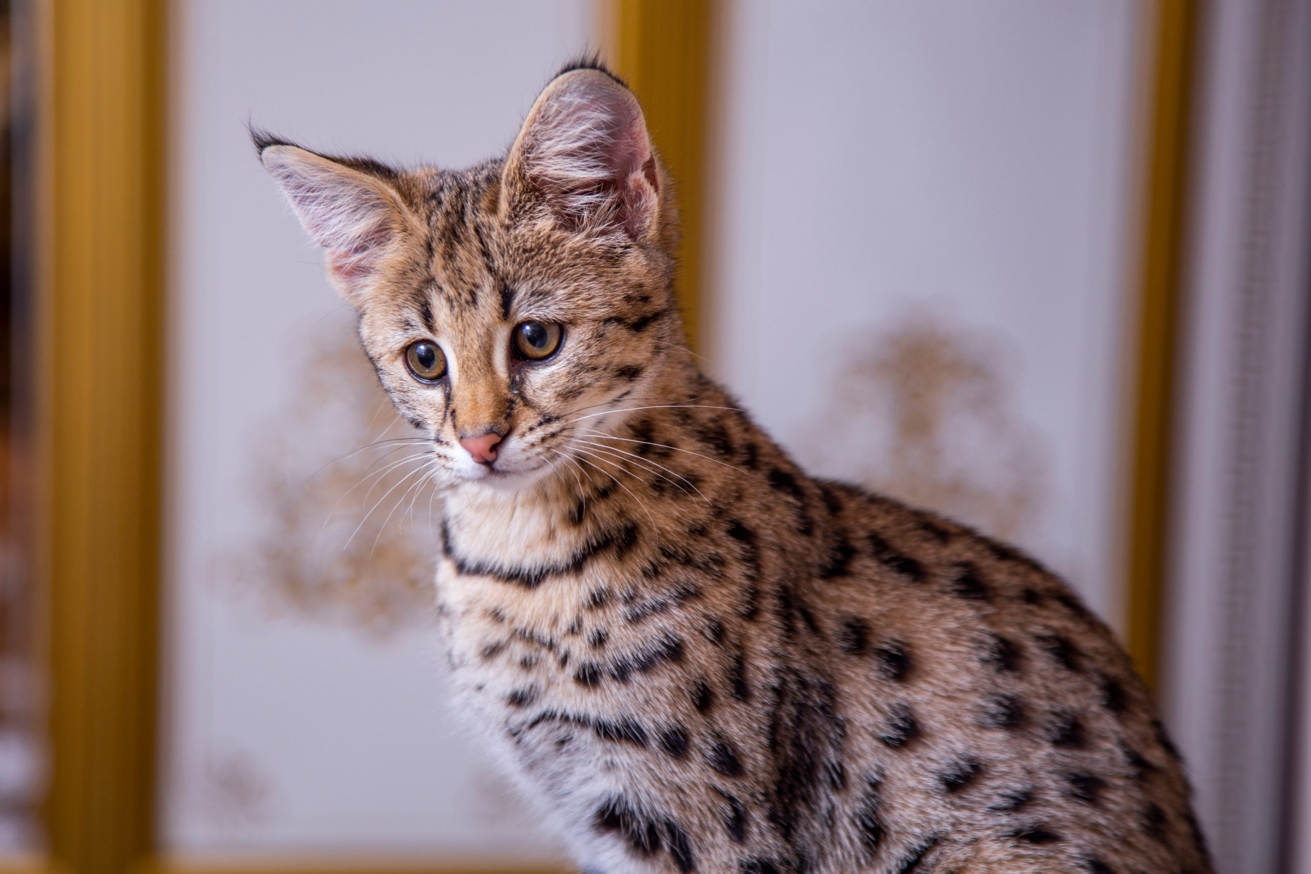 savannah cat