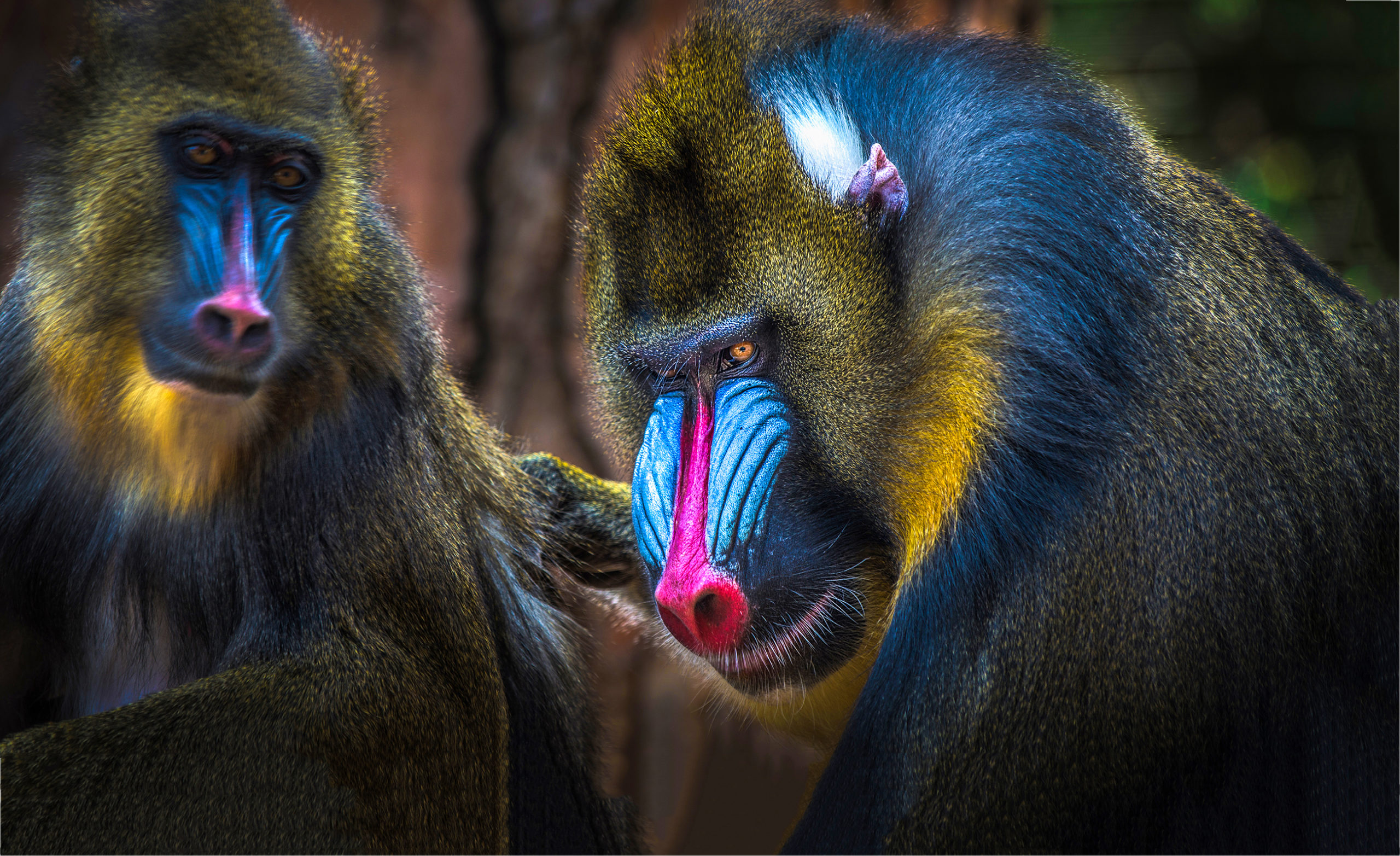 mandrill