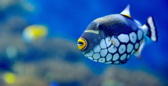 blue fish