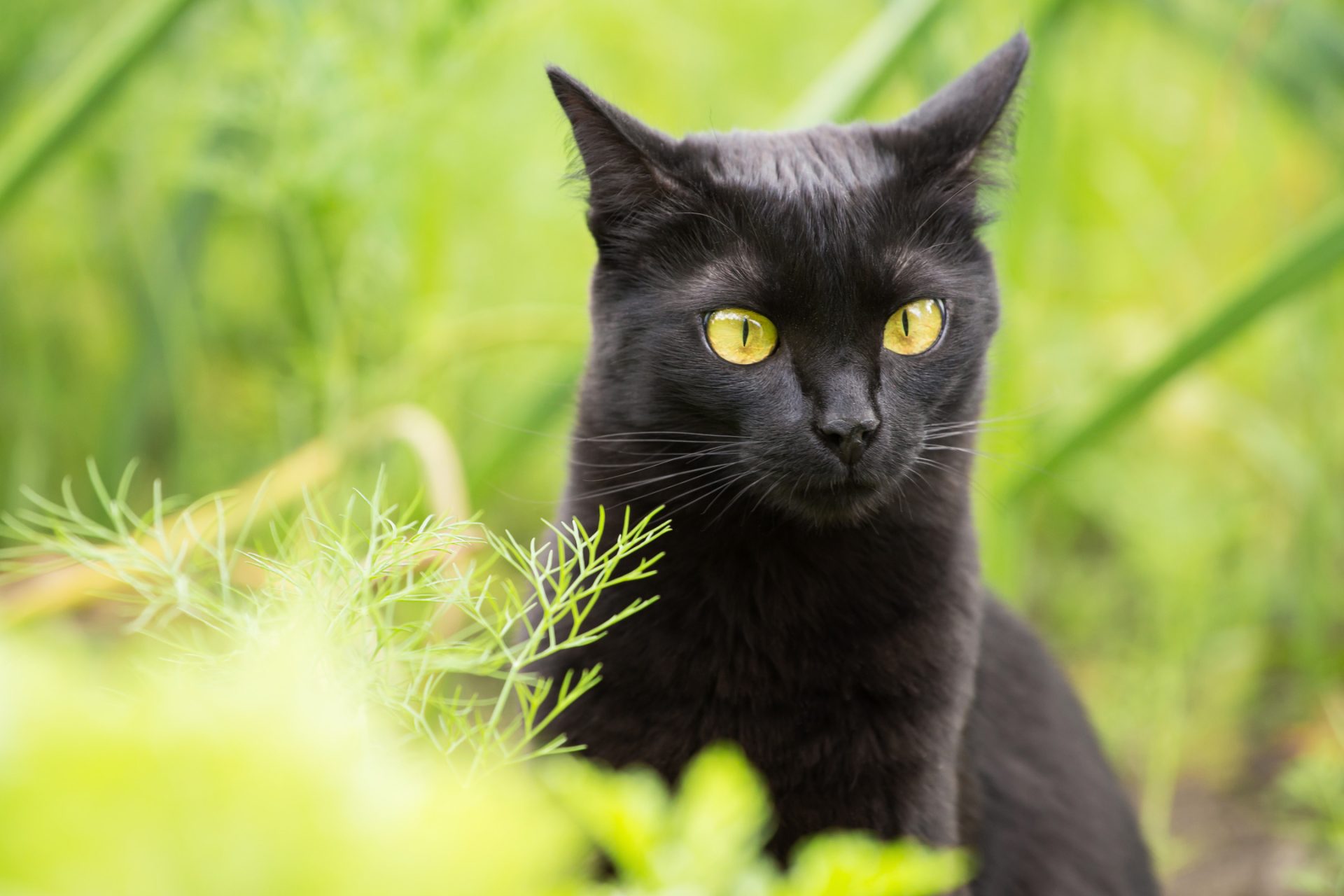 Bombay cat