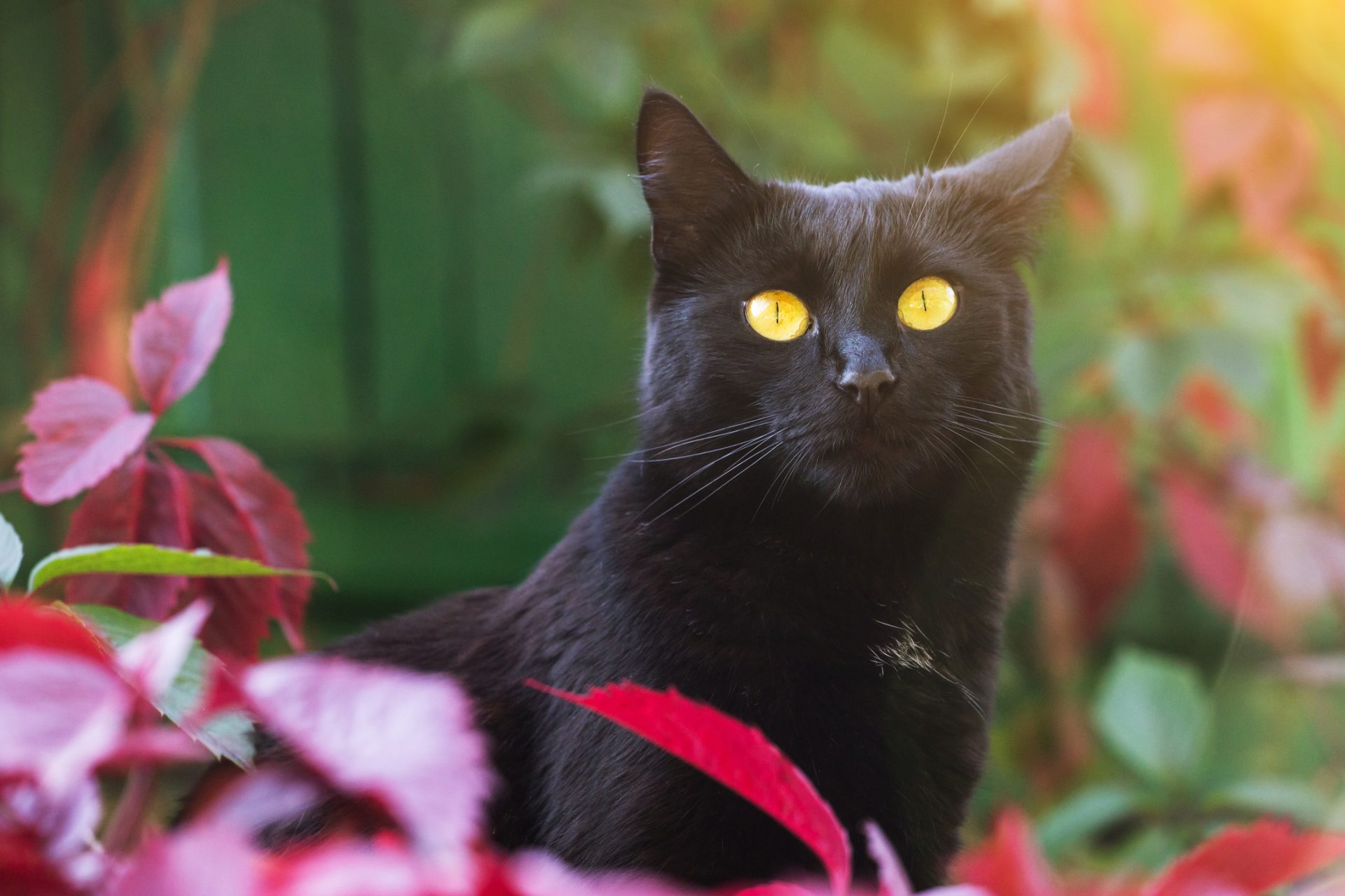 Bombay cat