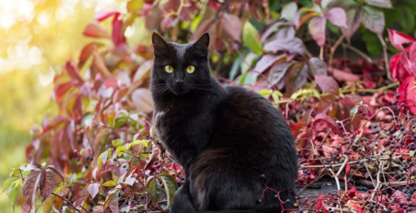 Bombay cat