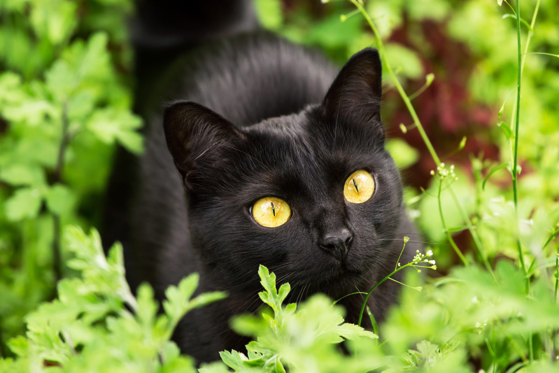 Bombay cat