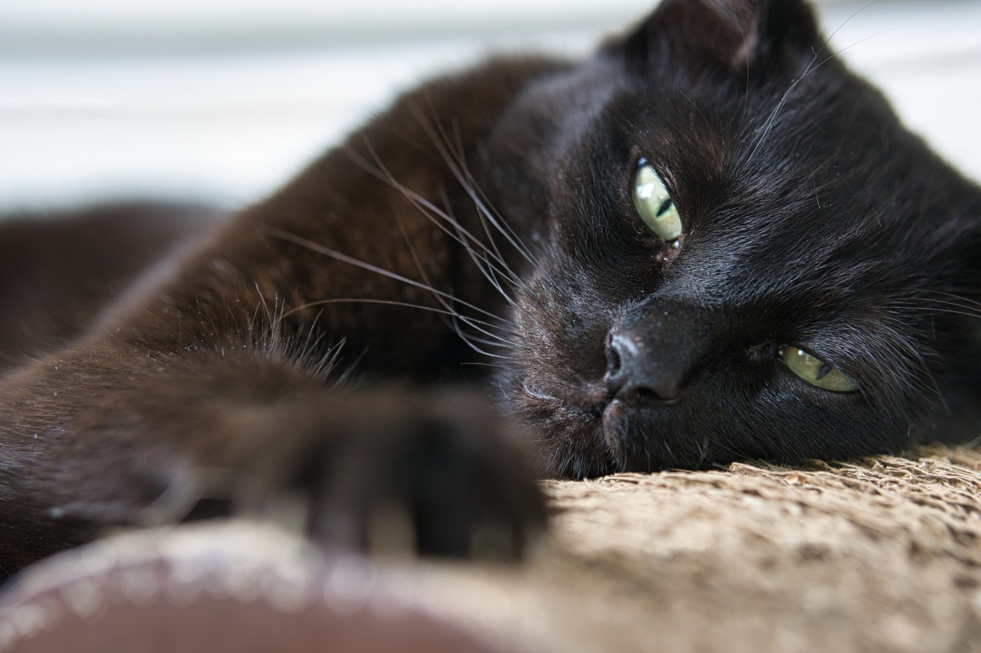 Bombay cat