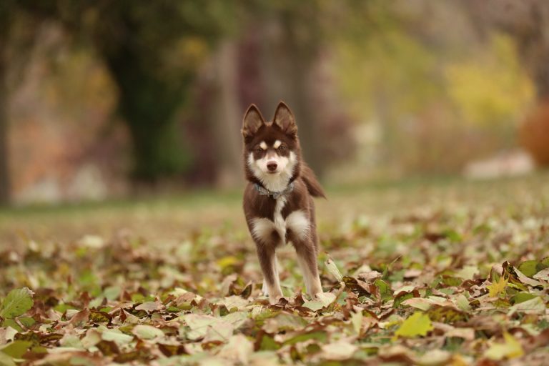 pomsky