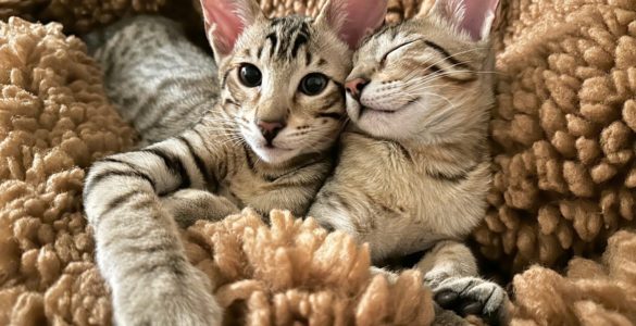 Serengeti cat
