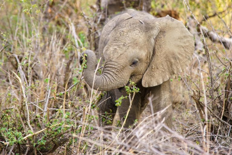 baby elephant