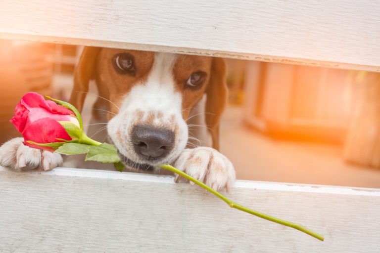 beagle dog