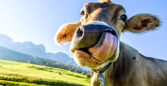 cow