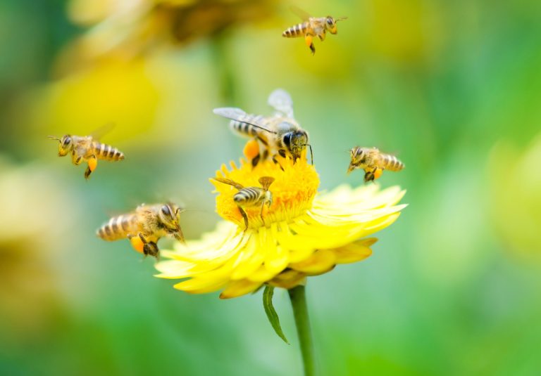 bees with a flower