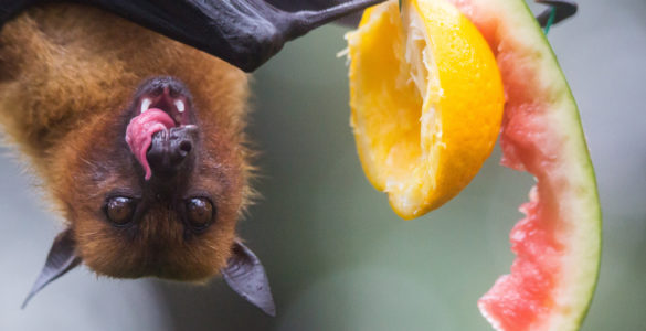 cute bat eating