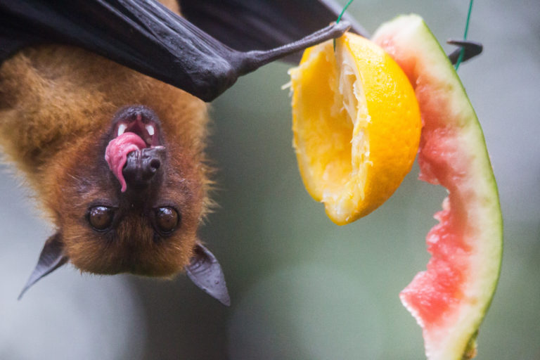 cute bat eating