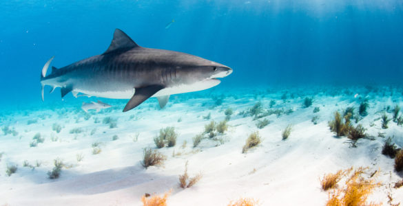 sharks