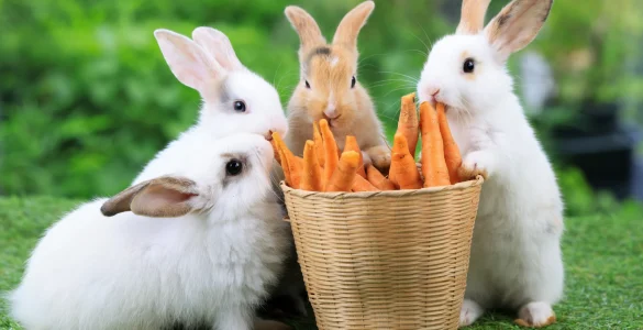 beyond carrots