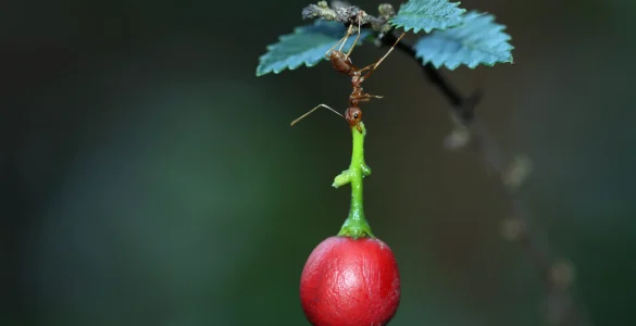 ant