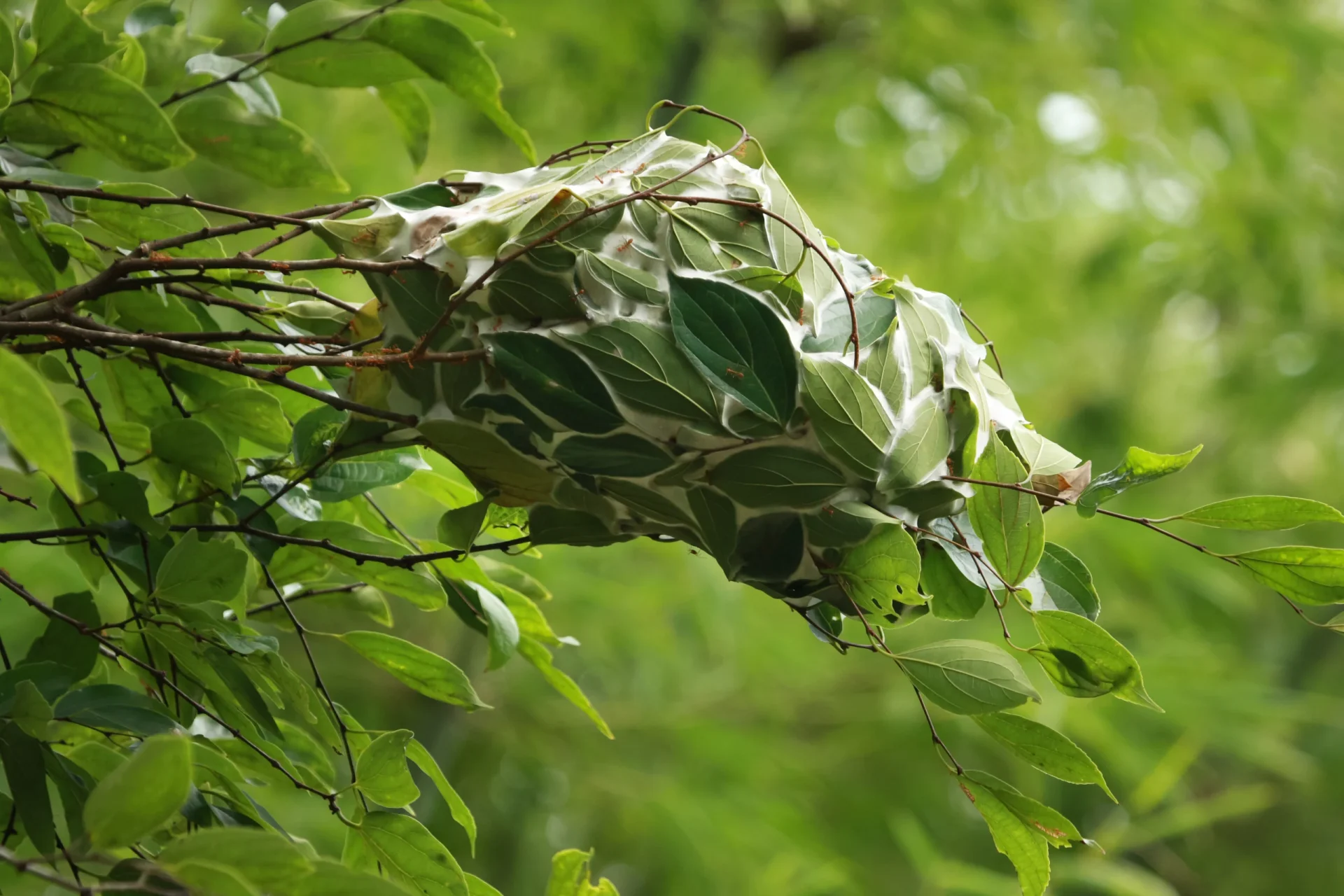 tree nest built by ants