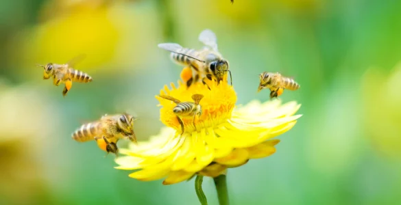 facts about bees