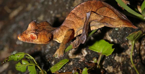 tailed leaf gecko