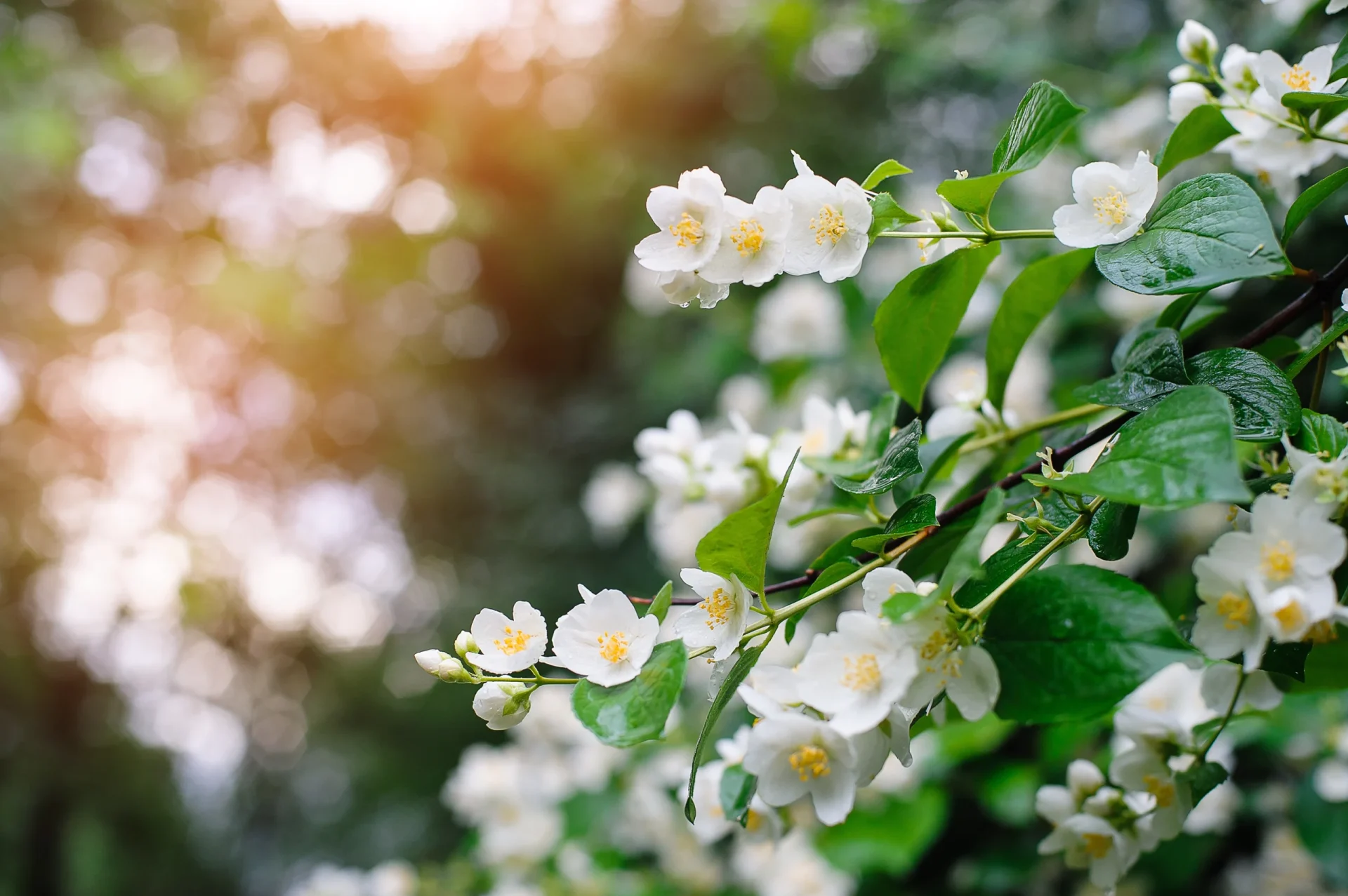 jasmine flower