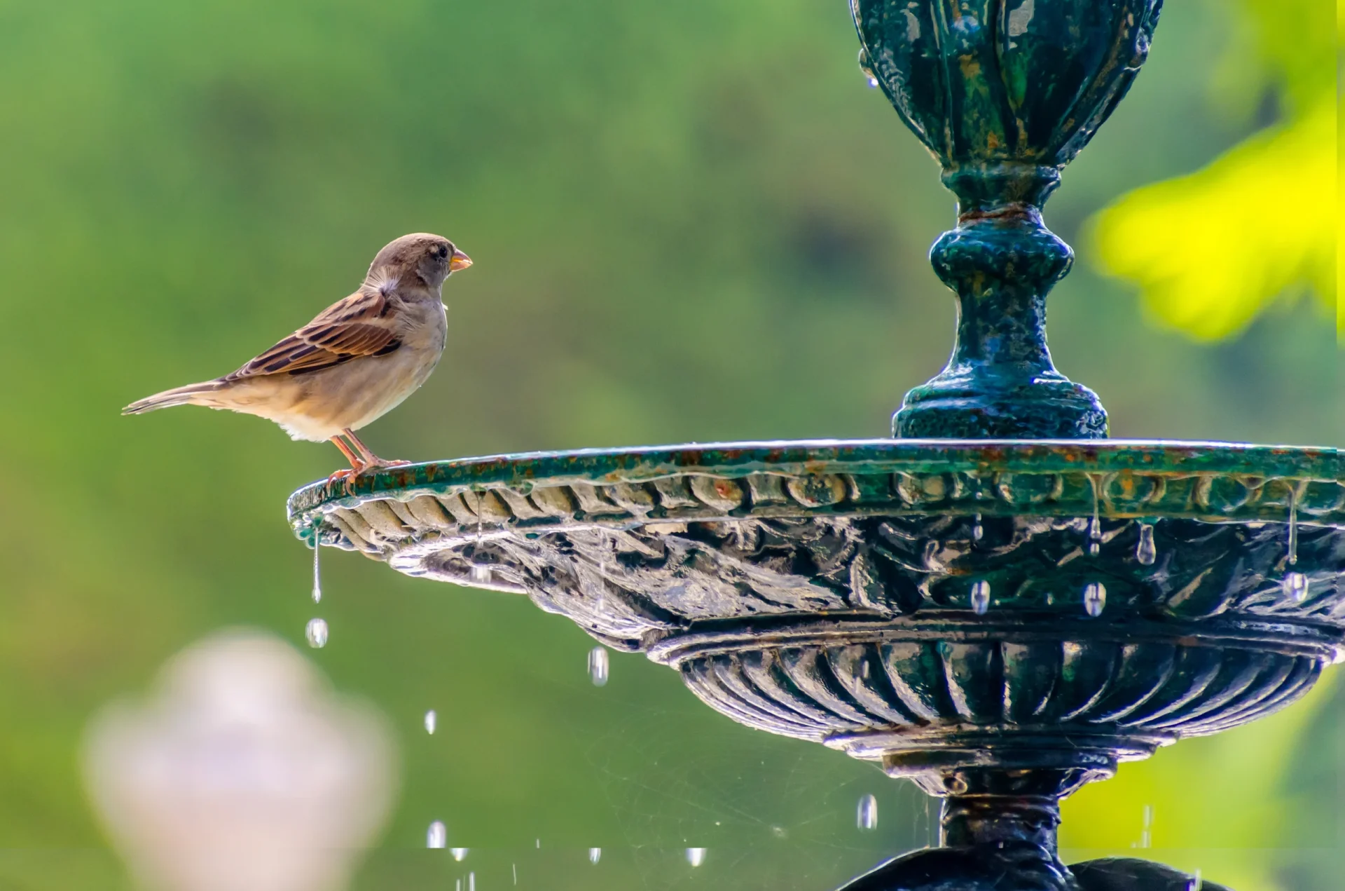 birdbath