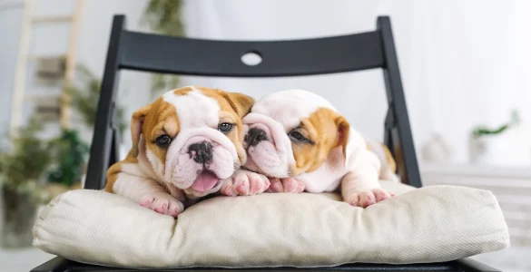 cute bulldogs puppies