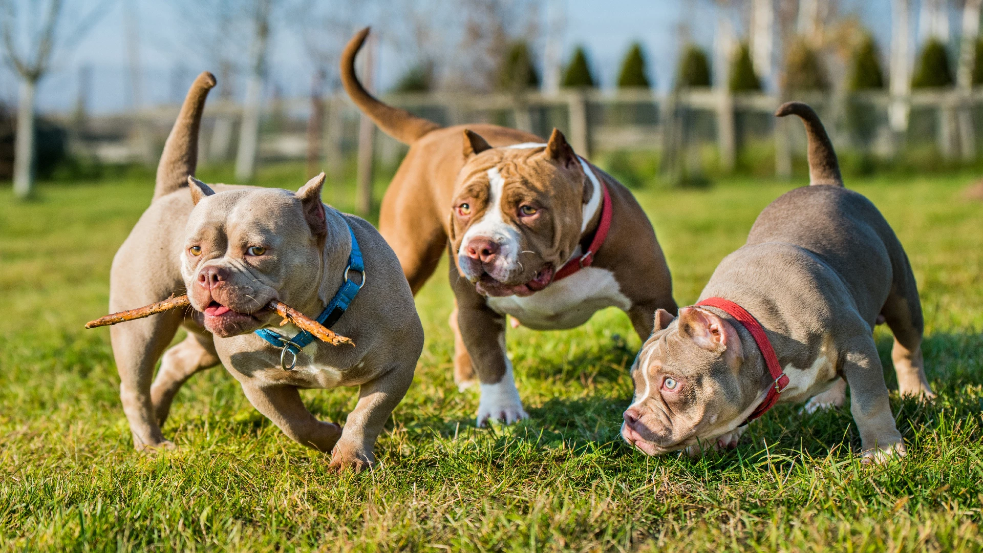 cute bulldog siblings