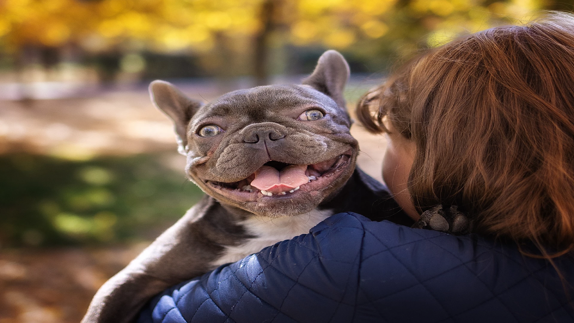 cute bulldog dog carried by his mom