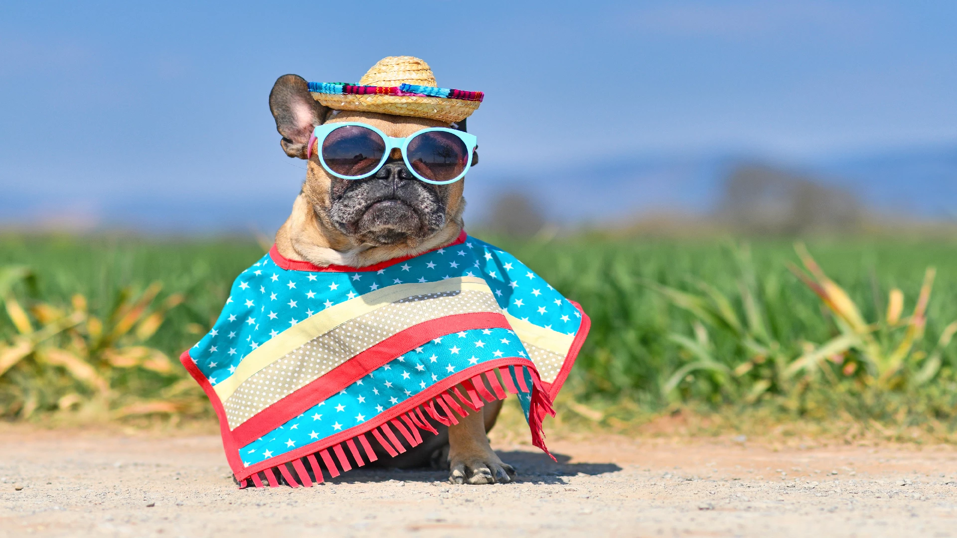 bulldog wearing mexican clothes