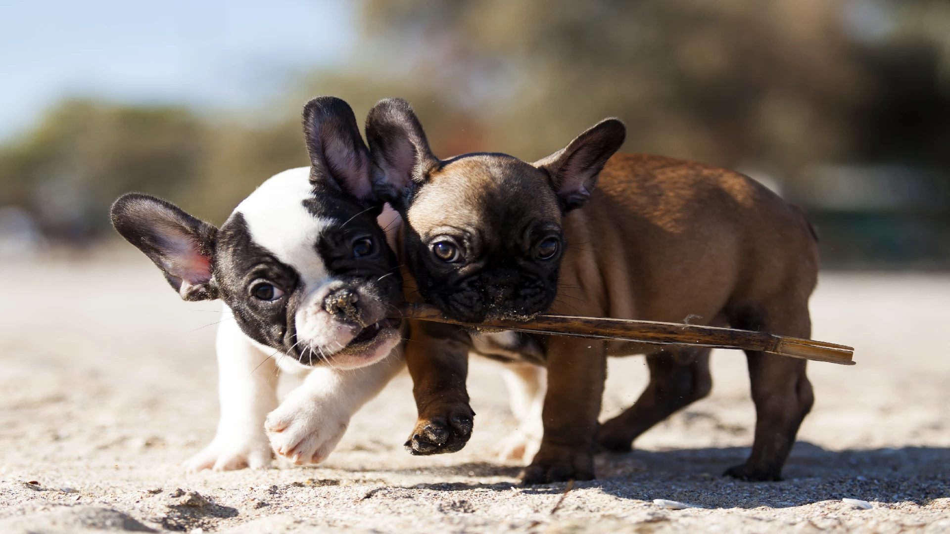 two cute bulldog puppies