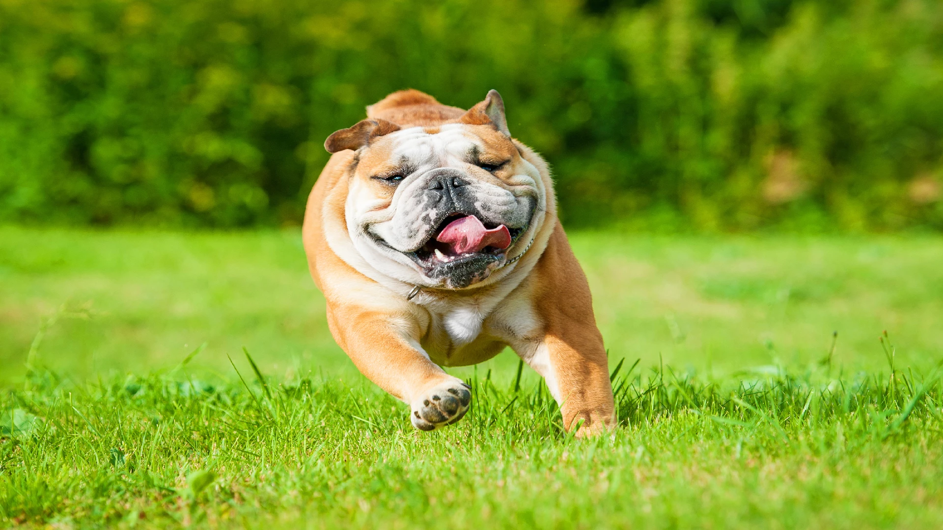 happy bulldog